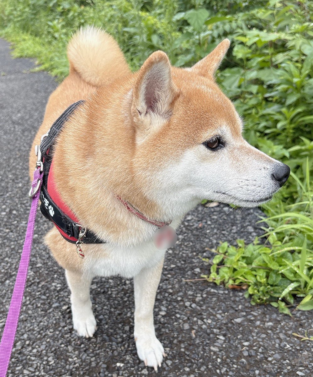shiba_inu_mugi's tweet photo. 頑張って坂道を登る柴
#柴犬 https://t.co/nXgXskxmRJ