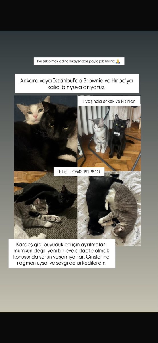 cobranazli's tweet photo. nolur brownie ve hırboya YUVA bulalım😭😭 o kadar tatlılar ki gördüğüm an aşık oldum… keşke benim hayvan sahiplenecek gücüm olsaydı düsünmeden atlardım şunlara bakın allahaskınaaa (hırbo hangisi tahmin etmesi zor değildi bu arada… https://t.co/Art4LtIj62