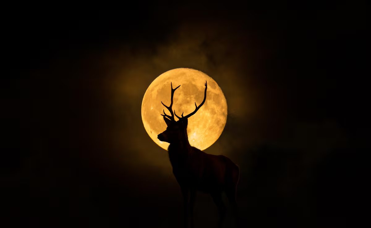EnsedeCiencia's tweet photo. 🚨¡Prepárate! En unas horas, la Luna del Ciervo iluminará el cielo nocturno 🌕 https://t.co/pv0R2BoISz