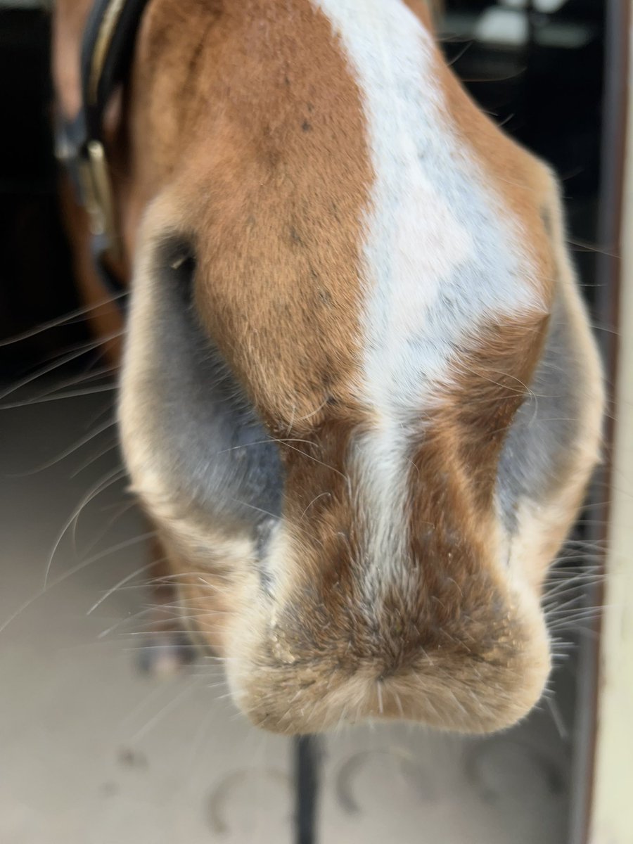 Lunar & Sunny 🐴 tweet media