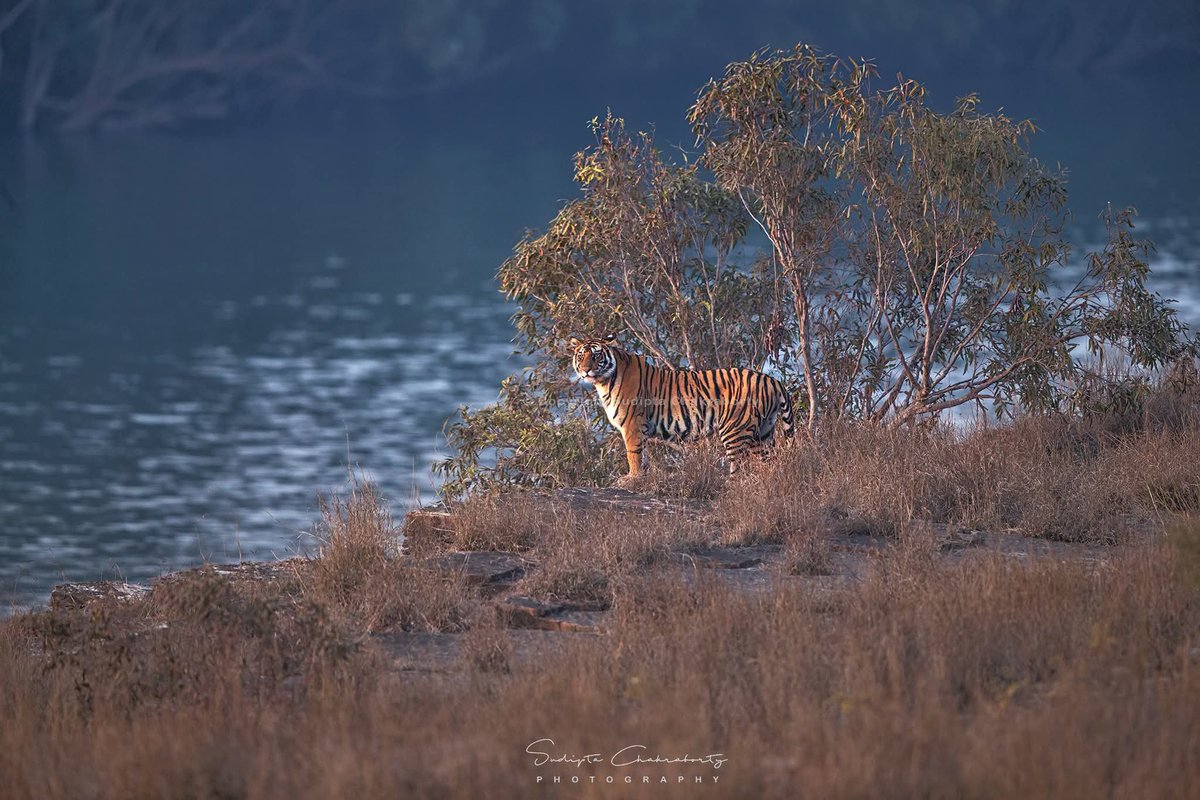 sudiptaimages's tweet photo. 🐅 WORLD TIGER DAY 🌿

#WorldTigerDay #SaveTheTiger #Tiger #BigCats #WildlifeConservation #SaveWildlife #ProtectOurForests #NatureConservation #WildlifePhotography #TigerPhotography #ProjectTiger #Biodiversity #NatureLovers #Earth #natgeoindia https://t.co/STk1r2rbMQ