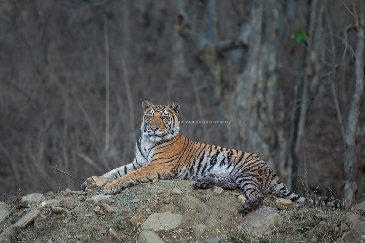 sudiptaimages's tweet photo. 🐅 WORLD TIGER DAY 🌿

#WorldTigerDay #SaveTheTiger #Tiger #BigCats #WildlifeConservation #SaveWildlife #ProtectOurForests #NatureConservation #WildlifePhotography #TigerPhotography #ProjectTiger #Biodiversity #NatureLovers #Earth #natgeoindia https://t.co/STk1r2rbMQ