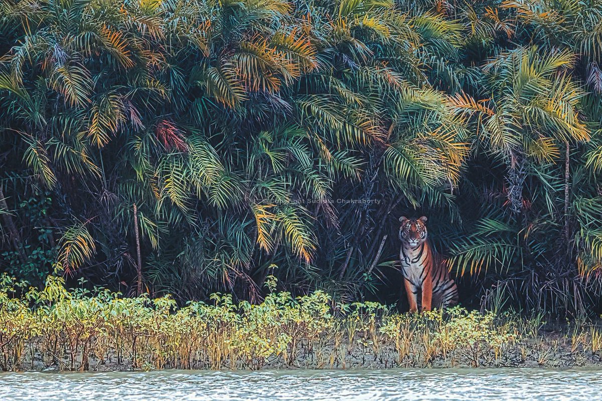sudiptaimages's tweet photo. 🐅 WORLD TIGER DAY 🌿

#WorldTigerDay #SaveTheTiger #Tiger #BigCats #WildlifeConservation #SaveWildlife #ProtectOurForests #NatureConservation #WildlifePhotography #TigerPhotography #ProjectTiger #Biodiversity #NatureLovers #Earth #natgeoindia https://t.co/STk1r2rbMQ