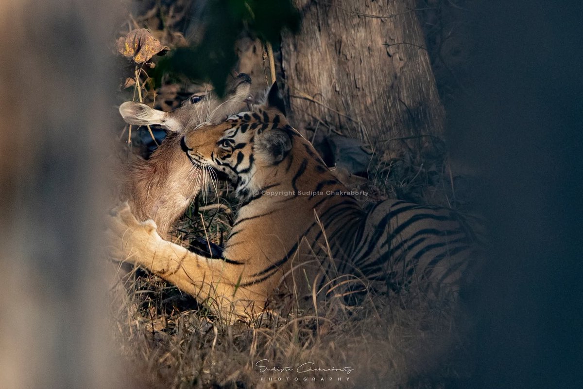 sudiptaimages's tweet photo. 🐅 WORLD TIGER DAY 🌿

#WorldTigerDay #SaveTheTiger #Tiger #BigCats #WildlifeConservation #SaveWildlife #ProtectOurForests #NatureConservation #WildlifePhotography #TigerPhotography #ProjectTiger #Biodiversity #NatureLovers #Earth #natgeoindia https://t.co/STk1r2rbMQ