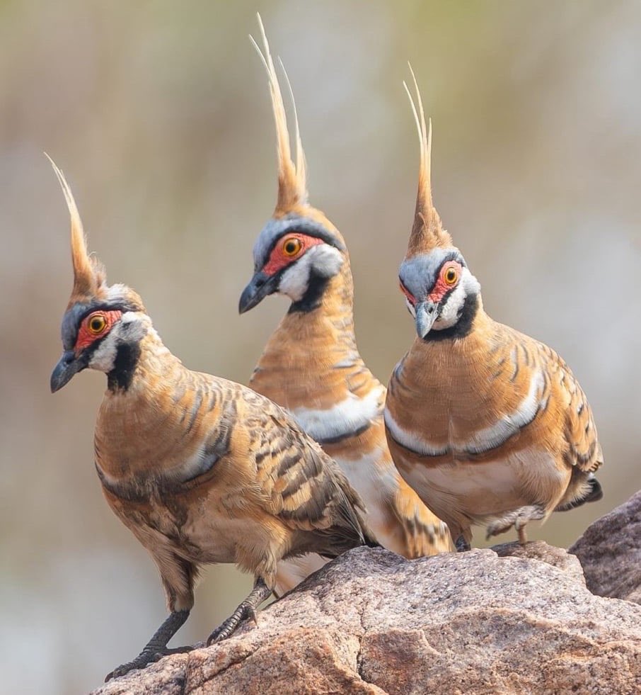 EvolveWildlife's tweet photo. A trio of spinifex pigeons stand together in the harsh desert landscape of northern Australia.

📷 Col Roberts https://t.co/UCk7DKuqND