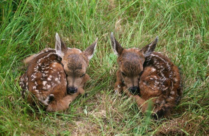 deershouldnt's tweet photo. https://t.co/67yM2Ckm2Q
