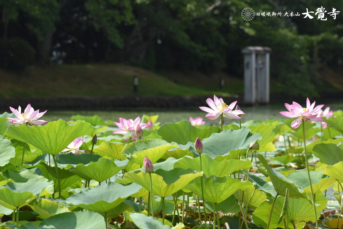 kyoto_daikakuji's tweet photo. 【紅白蓮】
大覚寺大沢池では今、紅白の蓮が見頃を迎えようとしています。天神島へ渡る朱塗りの橋の北側には白い蓮、大沢池の真ん中と東側にはかわいいピンクの蓮「名古曽」が綺麗に咲いています。ご参拝をお待ちしております。
#大覚寺　#大沢池　#蓮 https://t.co/5e3TaMQb87
