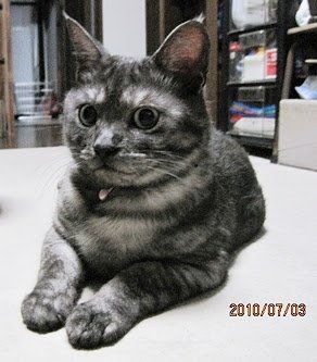 antoiney14's tweet photo. サイ君が居なくなって3ヶ月🌠2010年7月の写真より🖼️何とかおウチ猫になったワカメ🐾🏠サイ君のひとりっ子時代はここまで😳でもしっかり面倒を見てくれて助かった🍀良きお兄ちゃんでした🥇🏵️🐱✨🐈‍⬛
#猫のいる暮らし　#保護猫　#猫 https://t.co/n6VvEioAlc