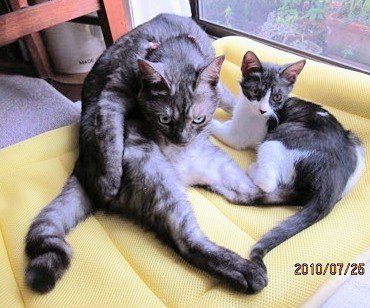antoiney14's tweet photo. サイ君が居なくなって3ヶ月🌠2010年7月の写真より🖼️何とかおウチ猫になったワカメ🐾🏠サイ君のひとりっ子時代はここまで😳でもしっかり面倒を見てくれて助かった🍀良きお兄ちゃんでした🥇🏵️🐱✨🐈‍⬛
#猫のいる暮らし　#保護猫　#猫 https://t.co/n6VvEioAlc