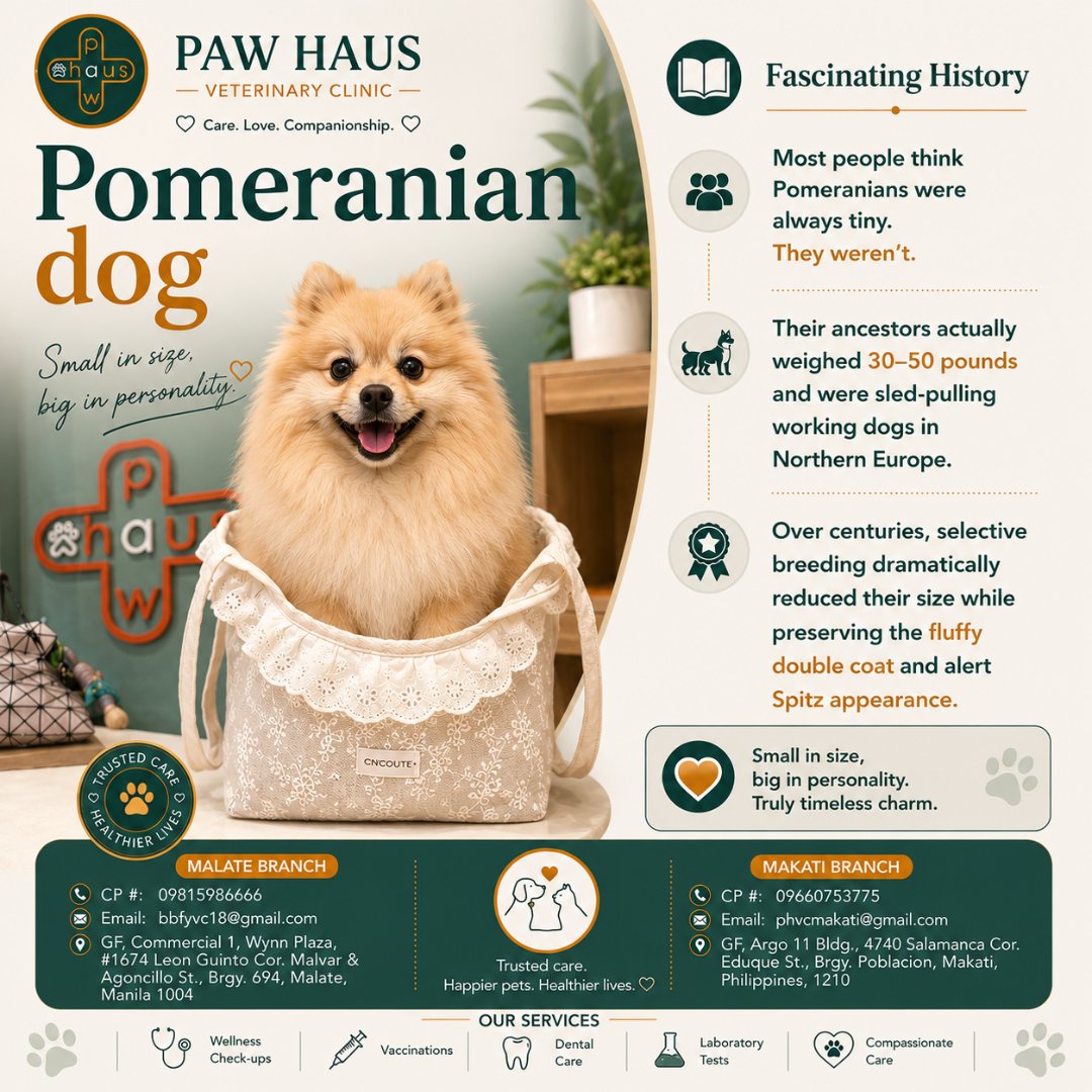 paw_haus's tweet photo. 🐾 Pomeranians descended from powerful working Spitz dogs. Though smaller today, they still carry remarkable courage, intelligence, and loyalty. Paw Haus Veterinary Clinic supports lifelong pet health. #Pomeranian #DogCare #PawHaus #VeterinaryClinic https://t.co/lKBdOxgBlE