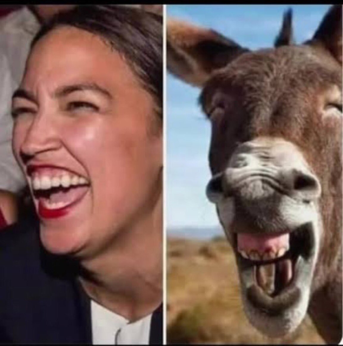 MazyAndJersey's tweet photo. @Gracezirn It's the media interview double for AOC.

Mr. Ed is more intelligent, better spoken, and better looking than AOC. https://t.co/PdXVZWXVy1