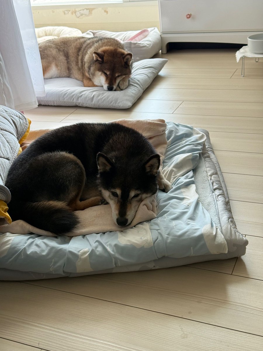 shibainu_hanazu's tweet photo. 長い間一緒にいると犬も似てくるのかな。 https://t.co/reRaKseSZ0
