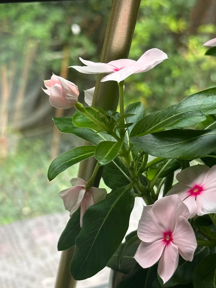 Super666552's tweet photo. 日々を花のように過ごし、好きなものを香りの中に隠しておく。 https://t.co/FukbjhKv49
