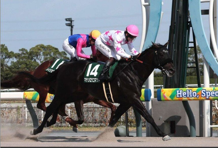 TAITANBAHT's tweet photo. 【競馬】7/26猛暑気温38度中京7RGIII想定外有力馬惨敗
★7人気馬マテンロウコマンド重賞3勝目
2人気馬10着明らかに熱中症•3人気馬14着暑さの為か全く進まず•4人気馬9着伸びなかった
★夏馬
小柄な体格•食欲が落ちない消化器の強さ•タフな体質と回復力
※人間以上熱中症になりやすい•夏馬血統参照 https://t.co/oICWcLW56O