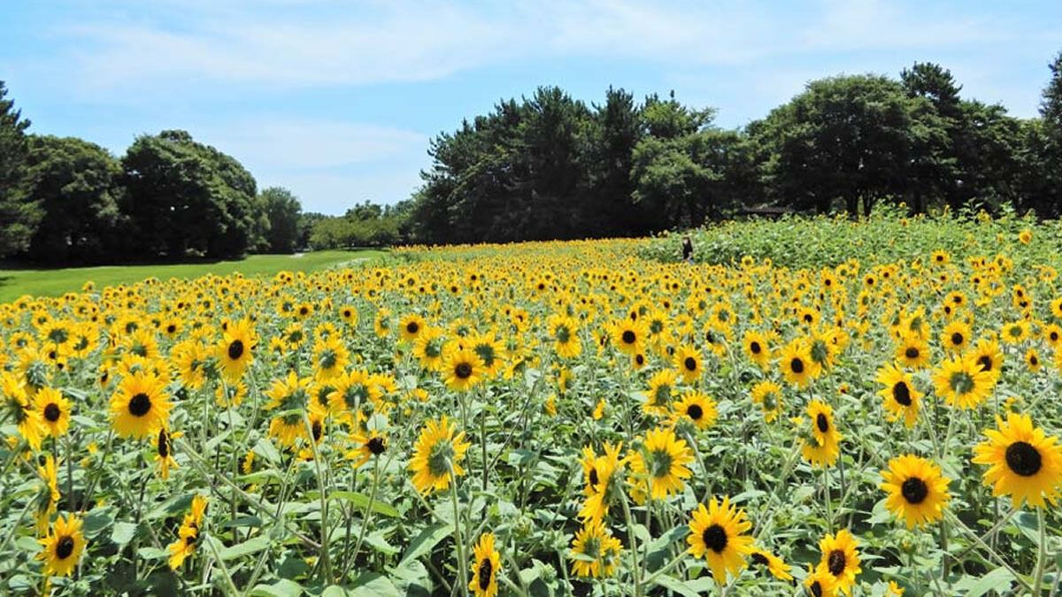 event_checker's tweet photo. 🌻2万5,000本のひまわりが咲く絶景

葛西臨海公園で
「マジ��クアワー いのちがつながる時間」開催

昼は一面のひまわり畑🌻
夜は幻想的なライトアップ🌙

📅 7/31(金)-8/16(日)
🎟️ 入場無料

フォトスポットや限定グルメも 

→ https://t.co/WmwbDh2OSB https://t.co/J4953dbUAL
