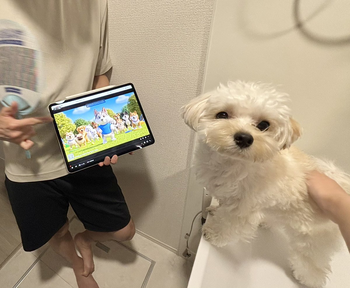 potato_maltipoo's tweet photo. 足の皮膚に炎症があって薬用シャンプーを10分付け置きしないといけなかったんだけど、その10分間退屈しないように犬用アニメを見せうちわで仰いであげていた過保護なパパ https://t.co/UDkqr2lSk5