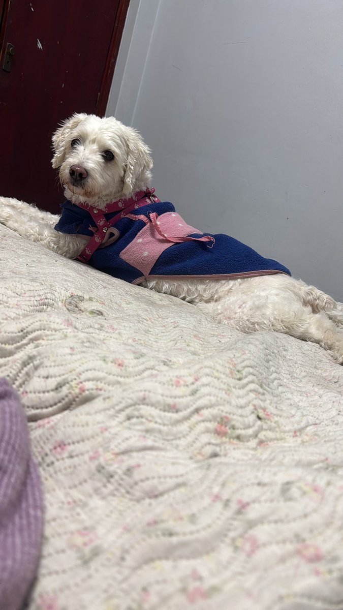 soficattolica's tweet photo. @OtraEmpanada NINA CANINA 
ALIAS : nini , ninita, chimi, chimilulis ,banquito , Roberto (? Fuera de contexto , pesho loco , petiza orejuda , https://t.co/vhjpxOsDxK