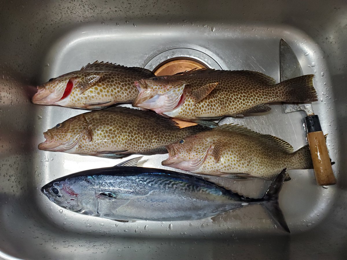 rapala125's tweet photo. 朝マズメ釣果🎣
オオモン4匹､メジカ1匹🐟 https://t.co/tNLgAlk0PN
