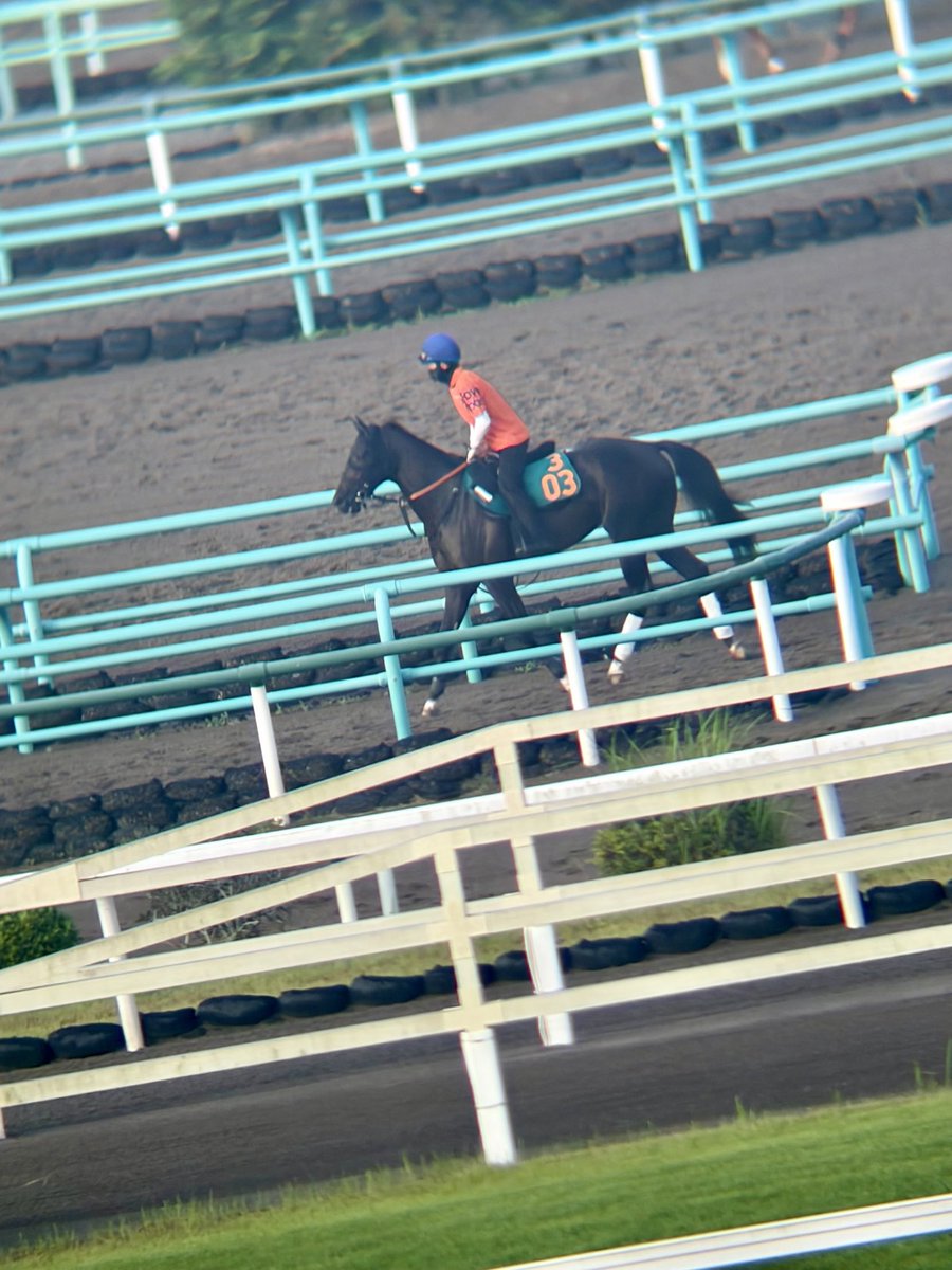 keiyu_maeda_'s tweet photo. 今日も戸崎騎手を背にDWコースで①F11.2👀✨
デビュー予定は8/8の新潟3R〜
(｀・∀・´)♪

#アトミックリーチ （303）  宮田厩舎
父 コントレイル #母パリスビキニ

#距離延びて良さそう https://t.co/lPDqbwhWyX