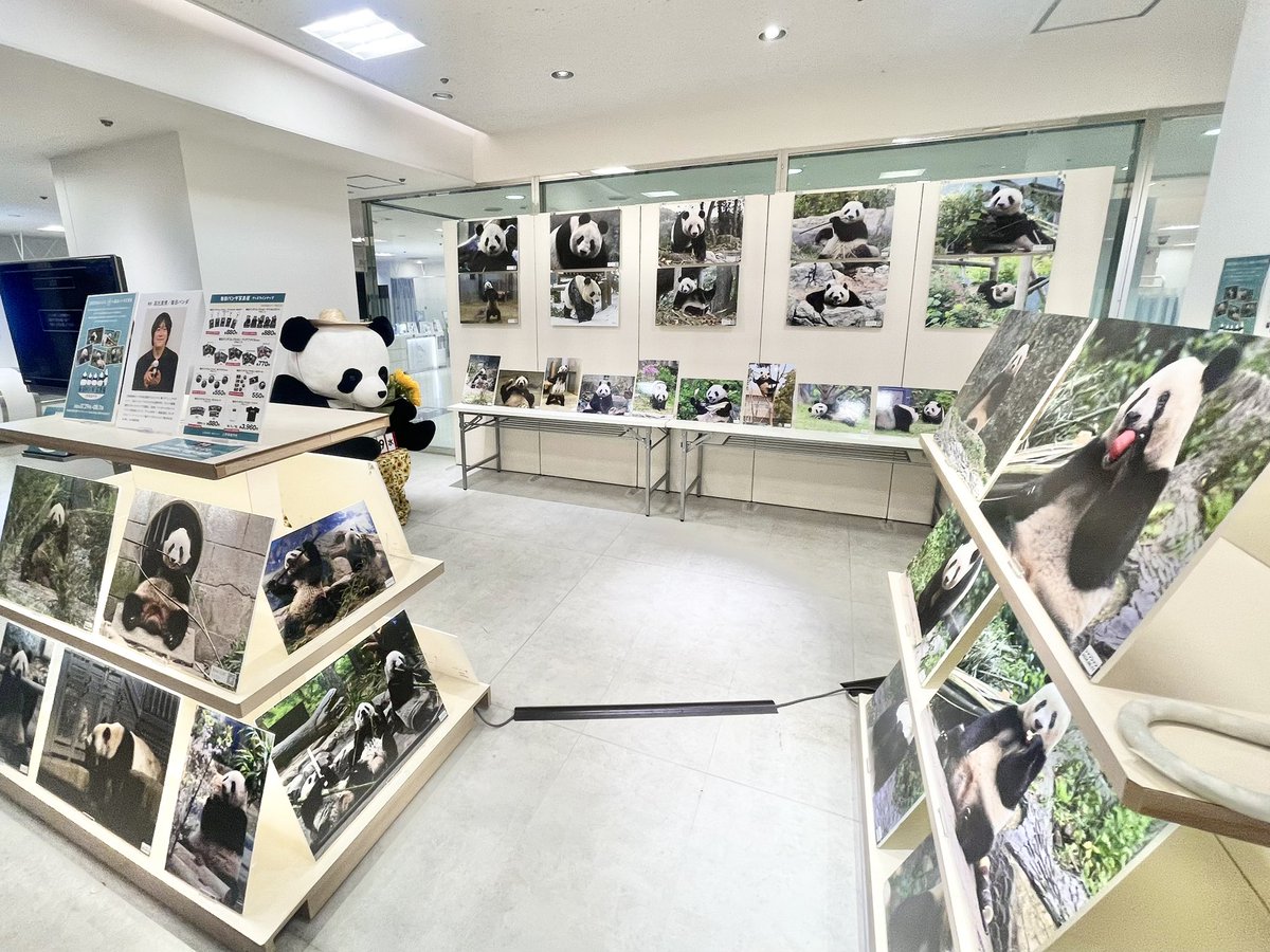 UENO_Info's tweet photo. 「毎日パンダ写真展×上野案内所」

本日、2階イベントスペースで写真展がスタートしました！🎉

ご来場をお待ちしております🐼🍎

▼詳細はこちら
https://t.co/1wgyM5FouZ https://t.co/yJVeLqg5vB