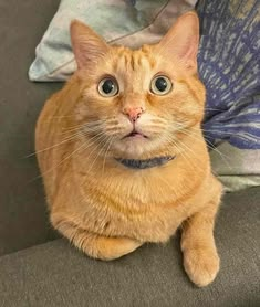 vicsicmic's tweet photo. he kinda looks like this https://t.co/swdLwNbRSf