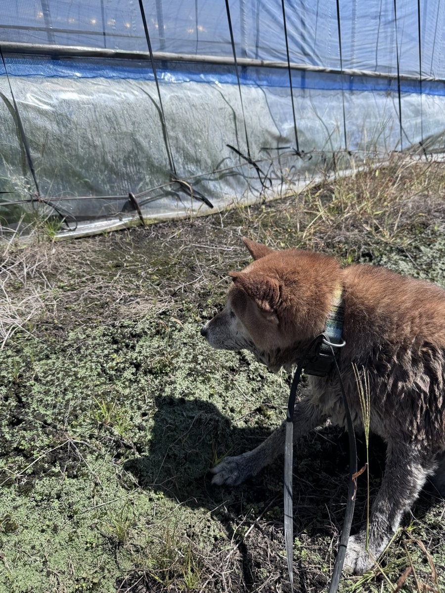 Char250t's tweet photo. 先程の迷い犬は無事に飼い主が見つかりました！ https://t.co/cuJJHfL2uD