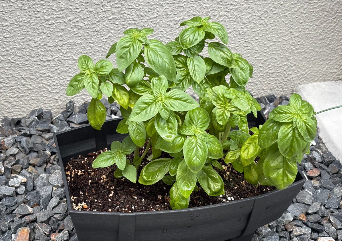 syndromeP_evo's tweet photo. バジル植えたンだけどレース行って帰るだけで爆増しててビビる
マルゲリータ5億枚くらい焼けそう https://t.co/3t75bUbmmG