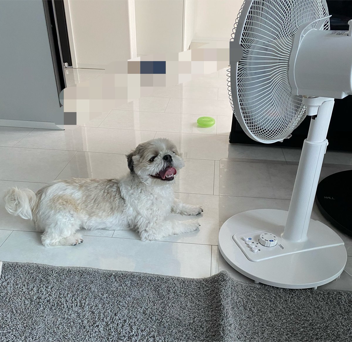meeeandwanwan's tweet photo. エアコンもいいけど
冷たすぎるから
扇風機🤣
わんころが独占してる🤣
（散歩から帰宅後）
ダイエットも順調🙂‍↕️
3キロおちたっ！🫡 https://t.co/MXuxPxvmrT