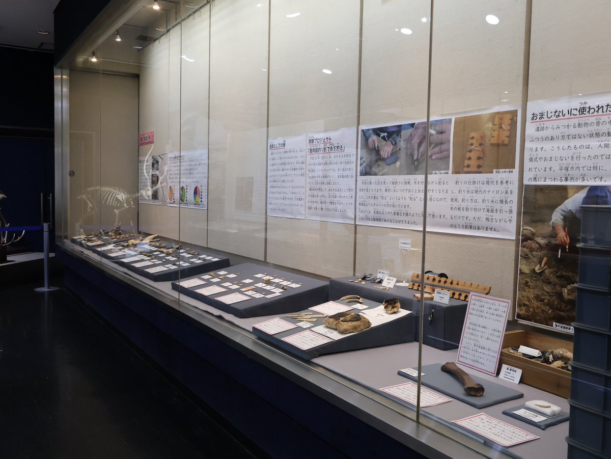 hirahaku_'s tweet photo. 現在開催中の特別展「コツコツ　博物館（ひらはく）にあるいろんな骨のこと」（会期：9月23日まで）では生物、地質、考古、民俗の4つの分野の資料を展示しています。骨だけでなく、歯や角に関するものもあり、ボリューム満点！ご来館お待ちしております。 https://t.co/Kv7dpsZE5M