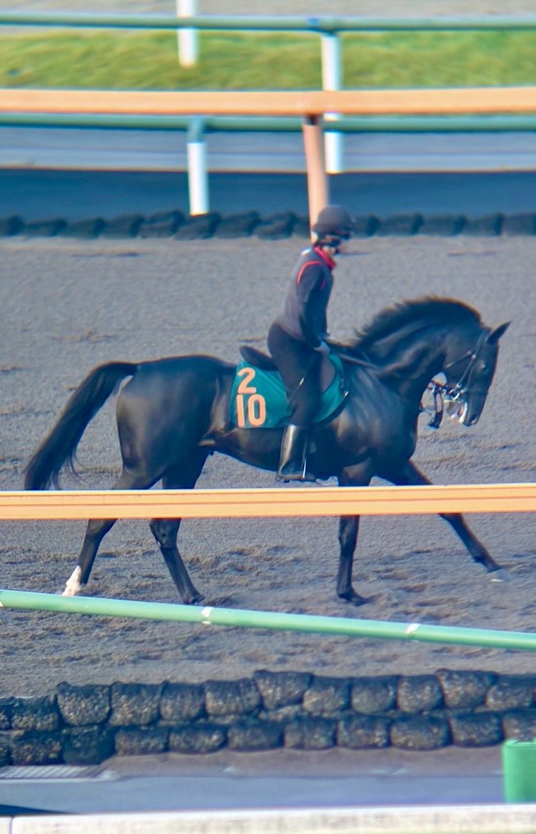 keiyu_maeda_'s tweet photo. 見栄えするするとは思っていたが…
こりゃ〜カッコ良いね👀✨

#リボンロード （210） 上原佑紀厩舎
父 リオンディーズ #母ジュベルアリ
#グッドルッキングホース https://t.co/flyqBZbwGp
