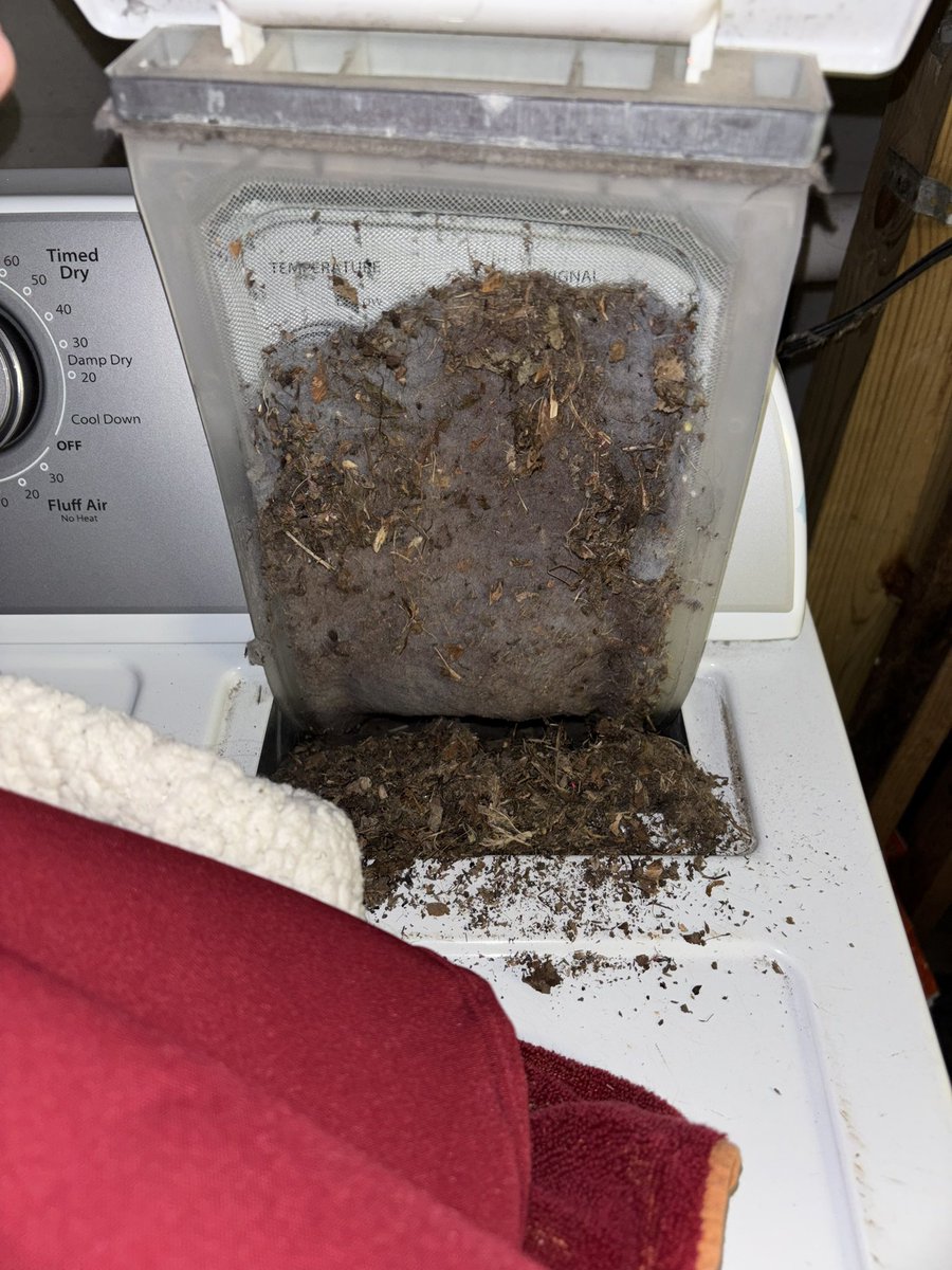 CintoDeOrion's tweet photo. Its like a share a house with birds or something https://t.co/33iCDyWfBs