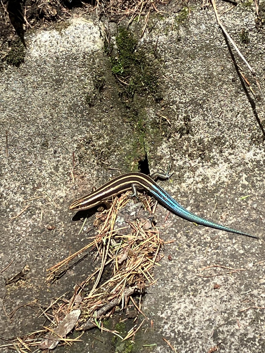 kenbo398's tweet photo. にほんとかげ見つけた🦎
しっぽが青でキレイ😍 https://t.co/thSuP0SeRj