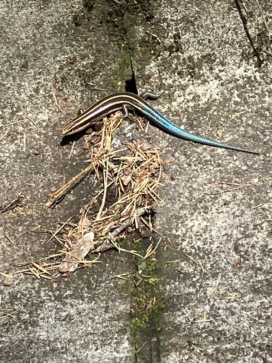 kenbo398's tweet photo. にほんとかげ見つけた🦎
しっぽが青でキレイ😍 https://t.co/thSuP0SeRj