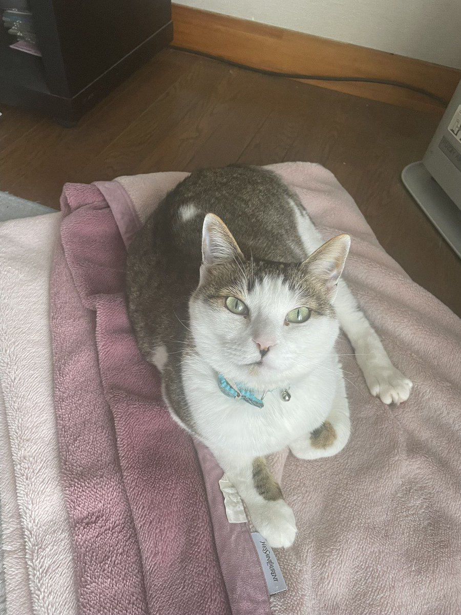 privateeye_pet's tweet photo. 【迷子猫を探しています‼️】

秋田県大館市二井田字菖蒲沼にて

7月28日から行方不明になりました💦

目撃した方はリプライやDMをいただけますと幸いです🙇‍♂️

名前：まる
性別：オス（去勢済）
年齢：4歳
特徴：白血病持ち
　　　首輪無し
　　　臆病
　　　　
#迷子猫 #猫 #迷い猫 #秋田県 #大館市 #拡散希望 #迷子ペットを守りたい