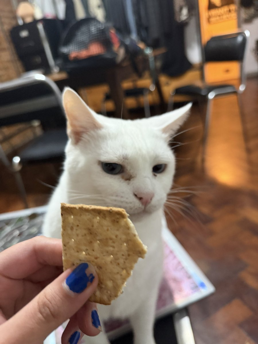maycrosoft_'s tweet photo. cenando GALLETITAS porque vengo de gastar 200 lucas en la veterinaria y estoy cansada
el chabon tiene el tupe de ofenderse porque no le quiero dar https://t.co/S4AUceDINl