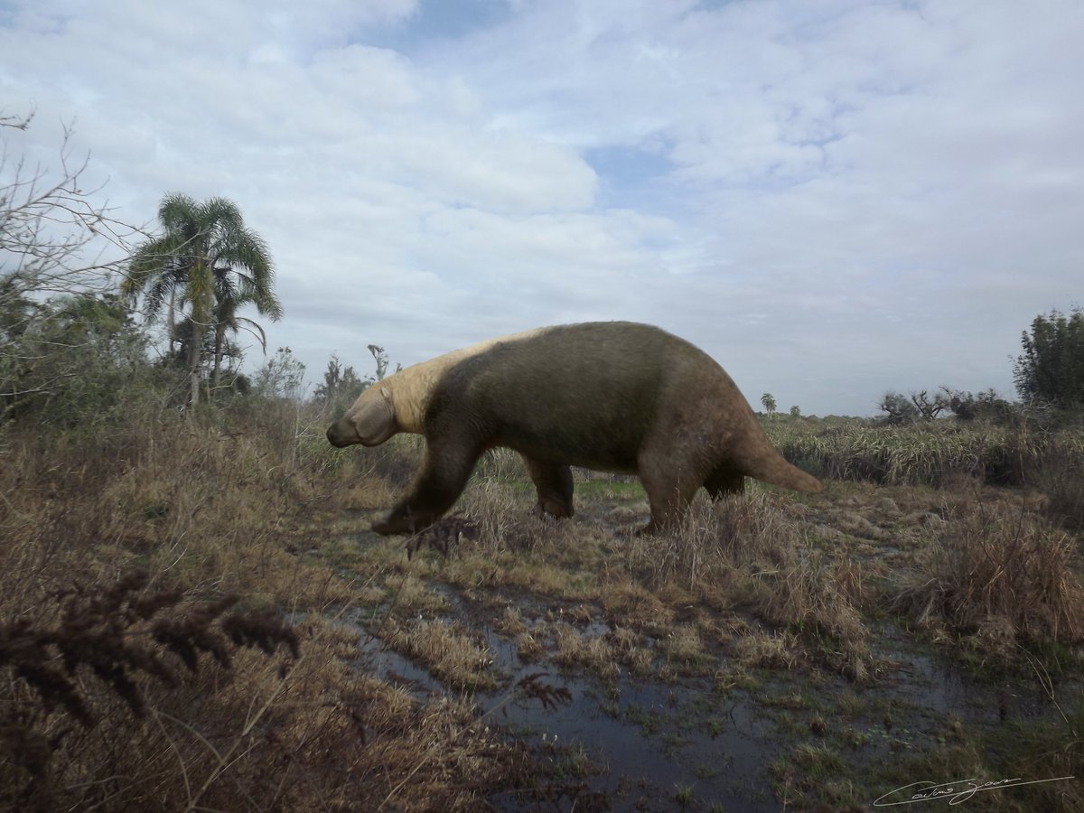 CaetaninoSoares's tweet photo. Megatherium https://t.co/LM0mKa2kK2
