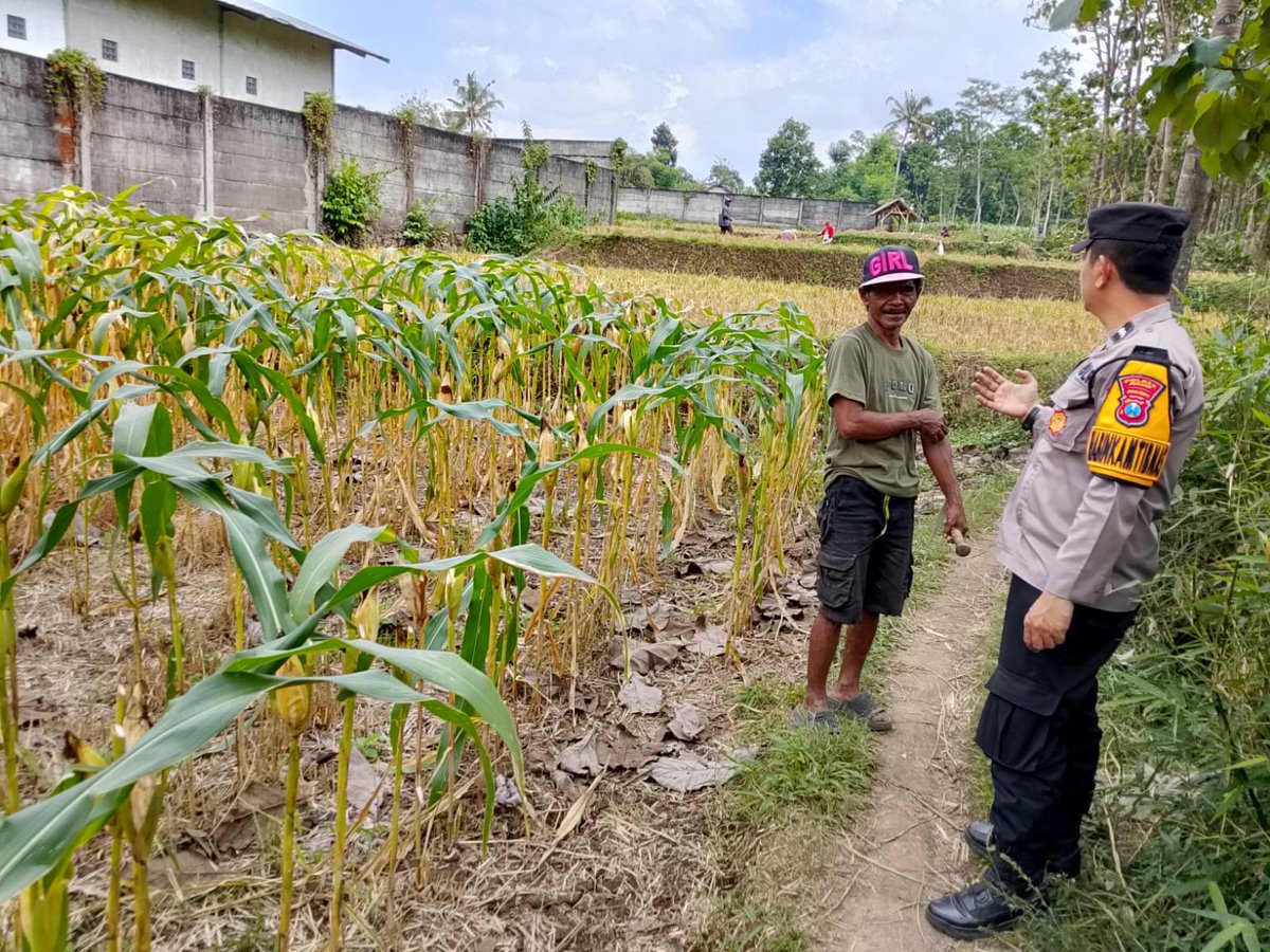 PolresWuluhan's tweet photo. #astacita #swasembadapangan #polisicintatani #polripresisi #ketahananpangan #ketahananpanganpoldajatim #ssdmpolri #divhumaspolri #birosdmpoldajatim #bidhumaspoldajatim #polresjember #jember https://t.co/kVmJyCXQnI