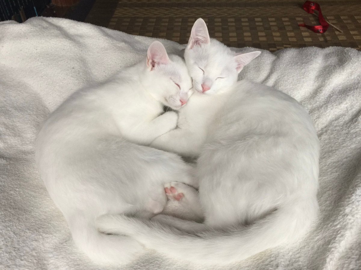 BuzzFeedJapan's tweet photo. 【まるで宗教画？】

寄り添うようにして眠る、子猫の「心ちゃん＆空ちゃん」姉妹🐱
4カ月後、大きく成長しても寄り添う姿はそのまま💕
「尊し❣」「成長した姿もふもふでかわいい」などの声 https://t.co/5KKoaHuMe4