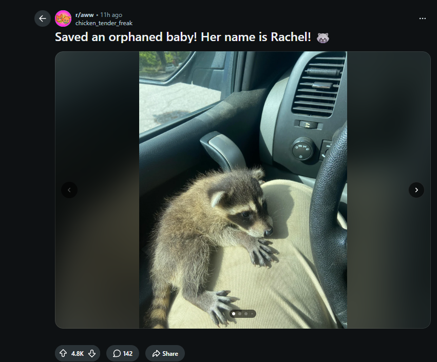 RACHEL
