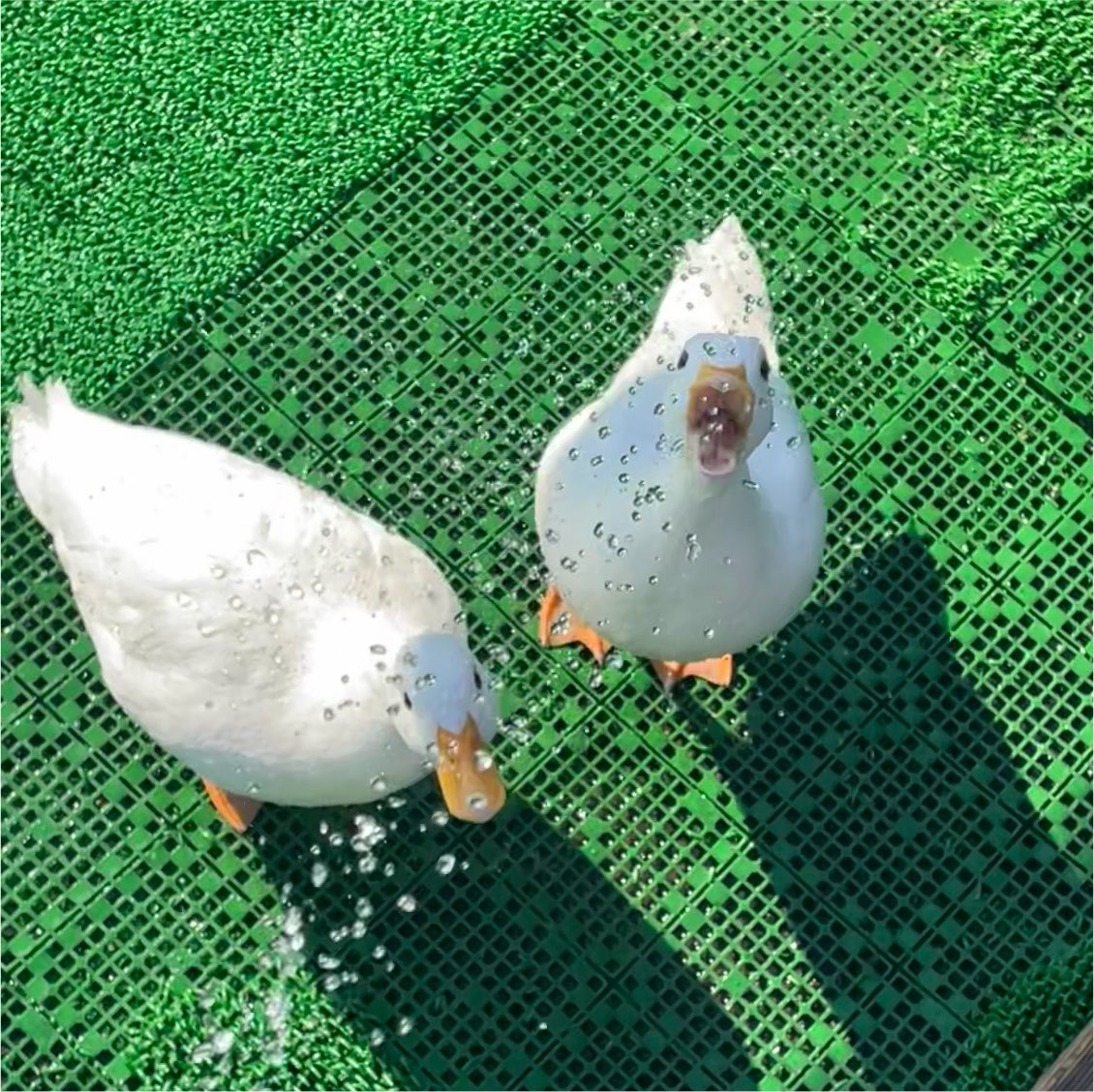 aquaparkkawagoe's tweet photo. 🐠皆様こんにちは！
#アクアパーク川越 、本日も11時よりオープン致します🕚
営業時間 11:00〜19:00 (最終入場18:30)

8月は毎日10:00〜19:00（最終入場18:30）で営業致します❗️

30度超えたりと暑い日々が続いていますね☀️
熱中症にならないように小まめな水分補給を忘れずに🧊🫧
ダックさんたちもたくさん水浴びしています♪
皆様も生きもの達に癒されながら、当館で涼んで行きませんか？🍃

只今 チンアナゴ水槽 ライブ配信中🪸🫧
https://t.co/qcXuBBPG08