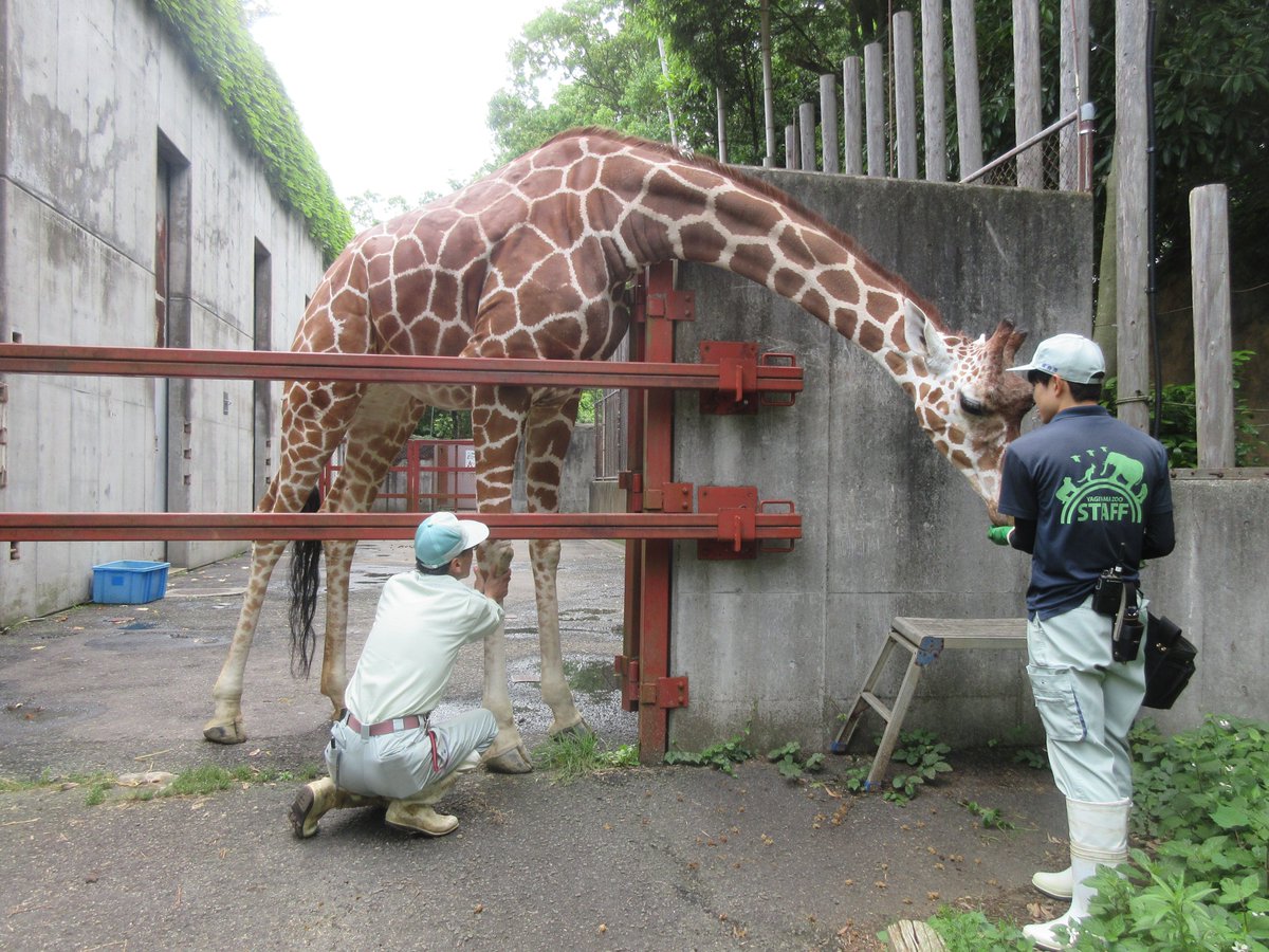 sendaisiyagiya's tweet photo. #八木山動物公園 スタッフブログ　
八木山ZOO通信 更新しました！

落ち着いたユウキ、慎重派のアイ、マイペースなジュリー、おてんばなエミリー。
4頭のキリンたちは個性豊か！
それぞれに合わせた健康管理やトレーニングを紹介しています。

https://t.co/FsJIH8DUVc

#八木山動物公園フジサキの杜 https://t.co/M3m1mj3OQ2
