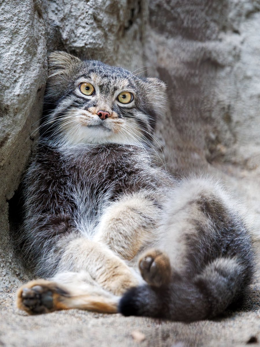 Zan_Animal's tweet photo. #野毛山動物園
#マヌルネコ

フィーガくん、まったり。

2026年7月25日 https://t.co/DLlNkMBH97