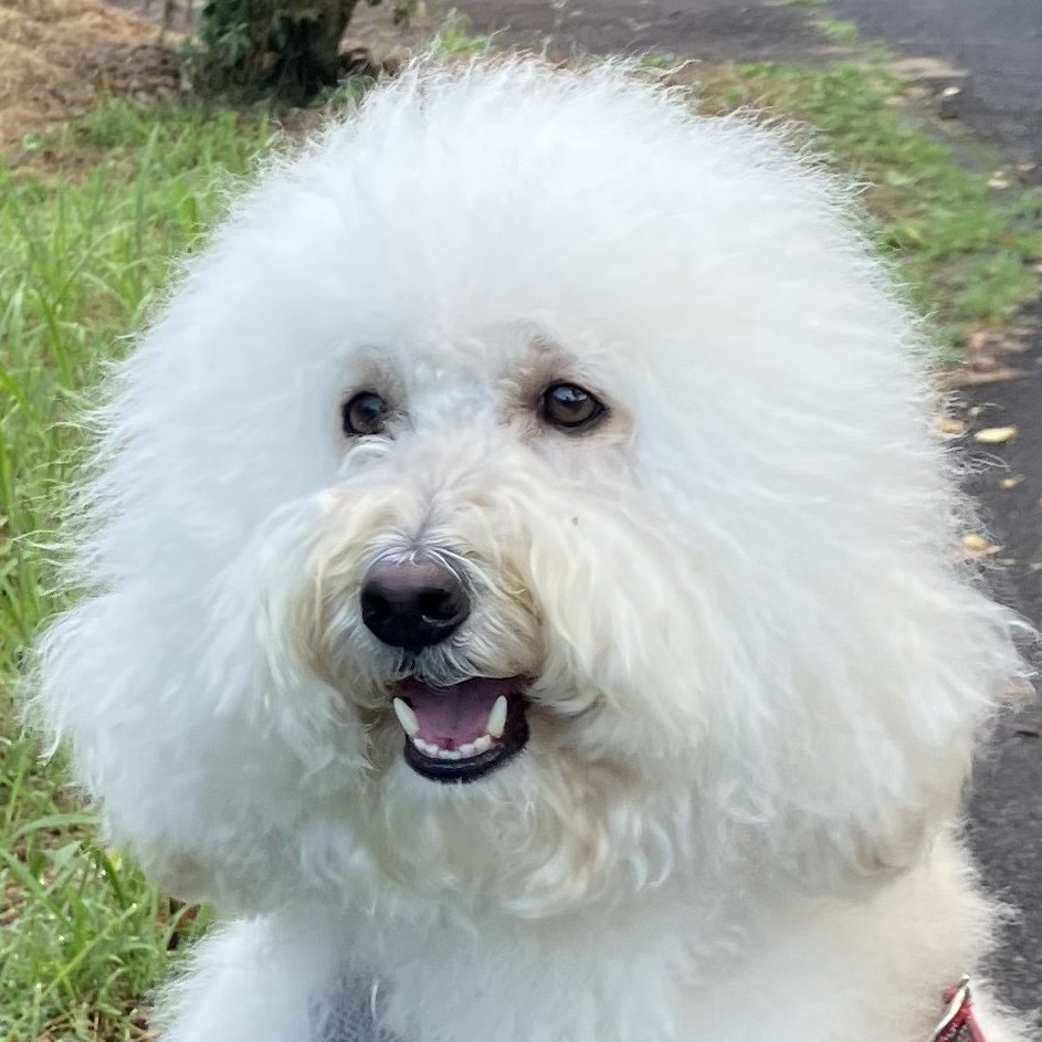 H240_802's tweet photo. @O7ZOSPFAe697075 『ワン🐕』🦮🐩🐕‍🦺 https://t.co/sB6NZ0OEEI