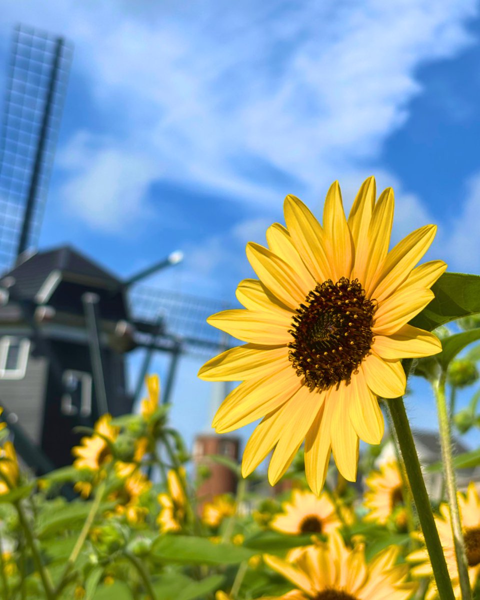 HTB_official's tweet photo. ＼夏本番！ひまわりが見頃🌻／

「フラワーロード」に咲き誇る、75万輪を超えるひまわりが見頃を迎えています🌻

一面にひまわりが広がる美しい絶景は、どこを切り取っても絵になるフォトスポット📷✨

青空と異国情緒あふれる街並みを背景に、とっておきの夏の思い出を残しませんか？

「ヒマワリセレブレーション」特設サイトはこちら
⏩https://t.co/DeiXDILTQc

#ハウステンボス #huistenbosch #長崎旅行 #九州旅行 #夏のハウステンボス