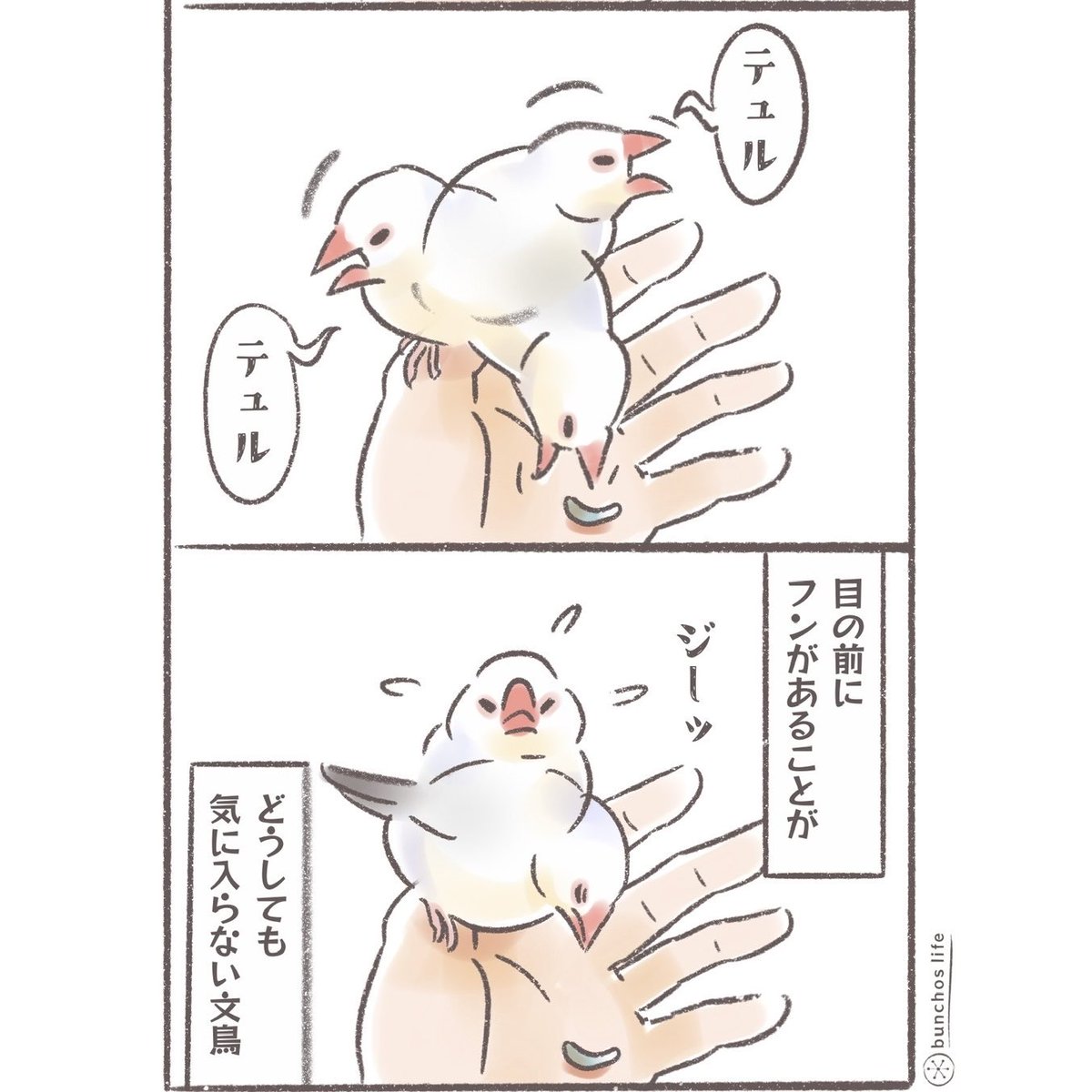 komugi_chan55's tweet photo. 目の前にあるのが気に入らない
#文鳥 
#4コマ漫画 
※ツリーにオマケあり https://t.co/QfiDCT0tBC