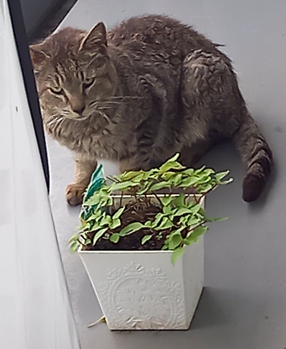 EmperorKIVA555's tweet photo. 卍郎といつも喧嘩してる猫 https://t.co/CTgir6N3hG