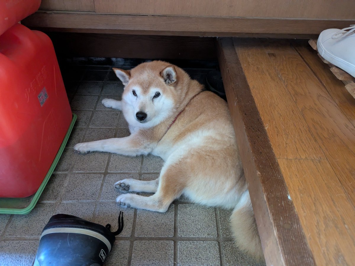 HiYo226's tweet photo. 家で一番涼しい場所（犬調べ） https://t.co/OtS13bNnLf