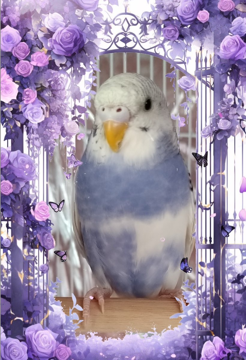 ixdd_hrjgoro's tweet photo. 昨日の夕方、うちのすみれちゃんが虹の橋を渡りました…。
仕事から帰宅してすみれちゃんの様子がおかしく思い、私の手に乗せました。
手に乗せた時、いつもなら反抗していたすみれちゃんですが、身を委ねるように手の中で過ごしてくれました。
今頃、虹の橋の向こうでフルークと再開してたら良いな… https://t.co/KSIwyFTRYt