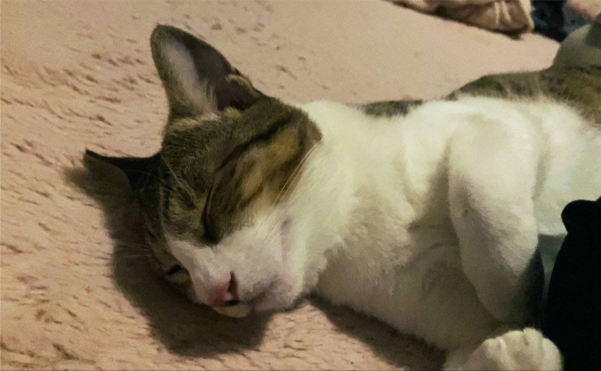 norikopkm's tweet photo. ちなみに猫は無事です‼︎

でも昨夜は私にぴったりくっついて自分のベッドでは寝なかった🥲
怖かったんだね🥲 https://t.co/McvTOftV0g