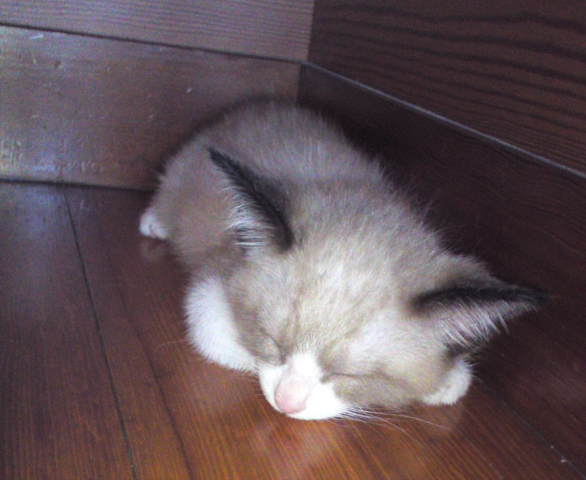 neconeko04_'s tweet photo. ←バブ期（0歳）       おじい期（14歳）→ https://t.co/pyZq4TnpFF